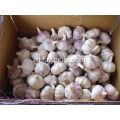 Bawang putih putih normal 5,5 cm dari jinxiang